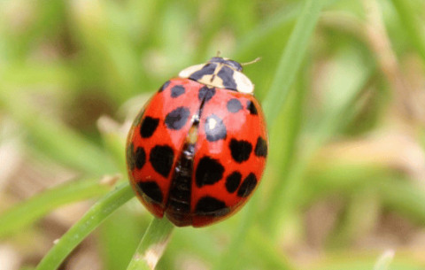 Seven-star ladybug, ensuring the healthy growth of crops