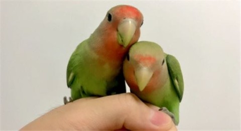 Is the green peach and peony parrot easy to raise?