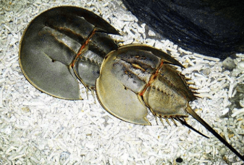 Hemoglobin in horseshoe crab blood