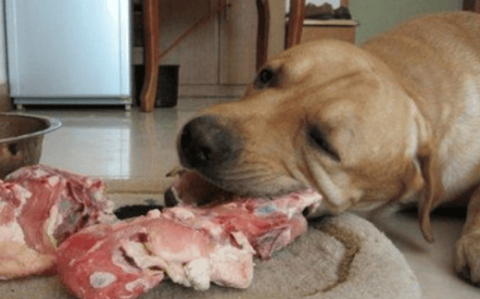 Can dogs eat raw meat?