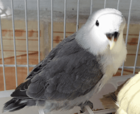 Is the Black Silver Peony Parrot a head type or a facial type?