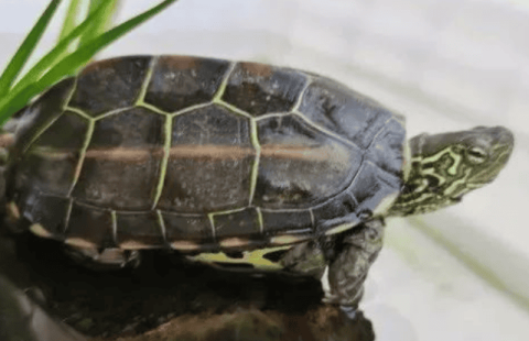 When raising turtles at home, these key points cannot be ignored!