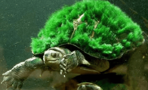 How to breed a green turtle