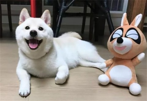 Is there any difference between Kishu Inu and Shiba Inu?