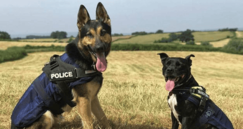 What is the difference between police dogs and military dogs?