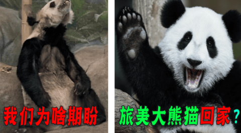 The giant panda in the United States is all skin and bones. The official explanation is that it ages naturally. Netizens: Is it so healthy to be hungry?