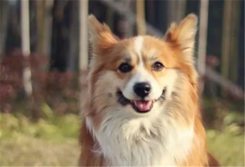 Can short-haired Corgis match long-haired ones?