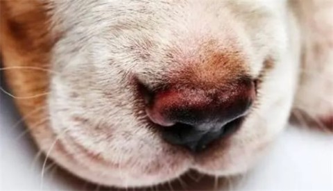 What causes nosebleeds in dogs?