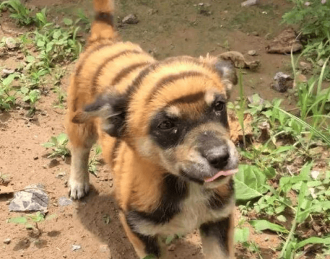 What is the name of a tiger dog?