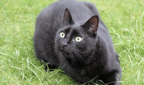 Where can I buy Bombay cats? It doesn’t really matter whether you are purebred or not.