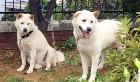 All Korean dog breeds