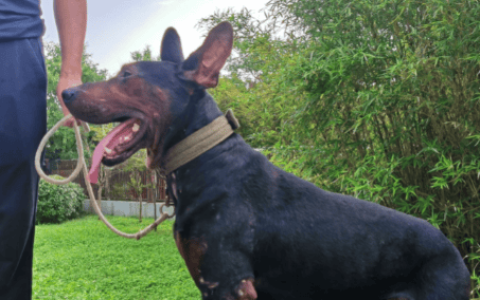 Is the giant tiger-headed Laizhou red dog easy to raise?