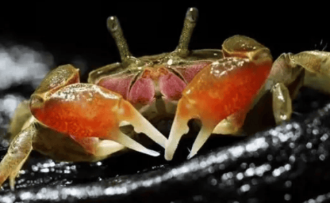 Do you all know the correct way to raise chilli crabs?