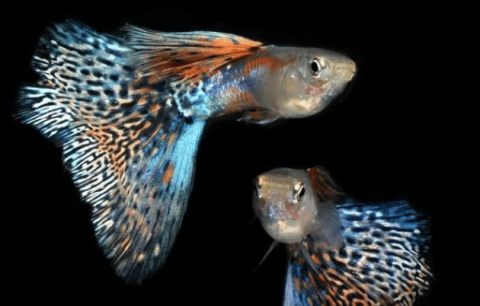 Guppy Gender Mystery: How to Accurately Tell the Male from the Female