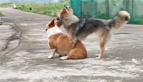 Descendants of corgis and native dogs