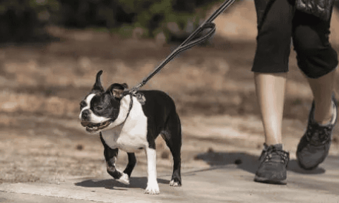 It is illegal to walk your dog without a leash! Let’s take a look at what precautions should be taken when raising dogs in a civilized manner.