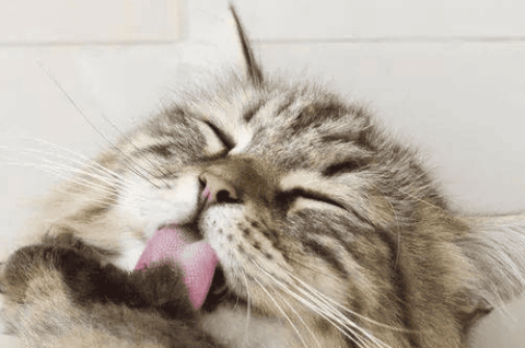 What does it mean if a cat likes to lick its armpits?