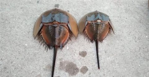 Can horseshoe crabs survive after taking blood?