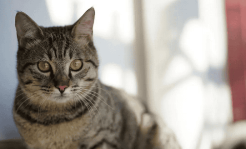 Who is the “number one virus” in cats’ upper respiratory tract?