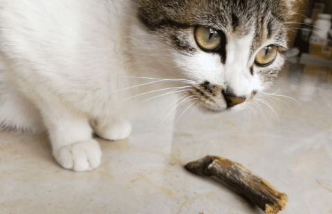 Dried Fish Snacks for Cats, Nutritious and Healthy for Adult Pets