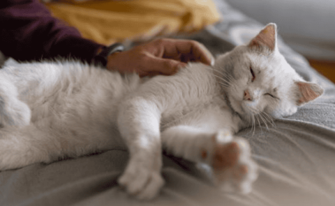 What are the symptoms of cat pancreatitis?