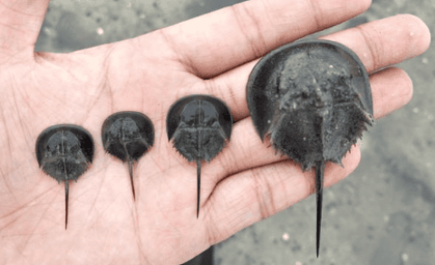 Is horseshoe crab edible in China?