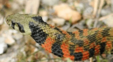 The pheasant neck snake in Tomb Raiders actually exists! (Tiger-necked Snake)