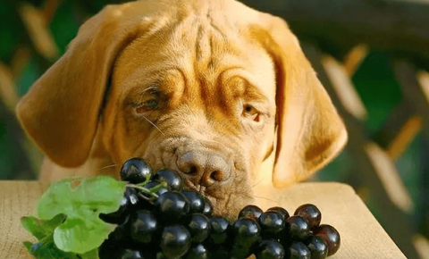 Can dogs eat grapes?