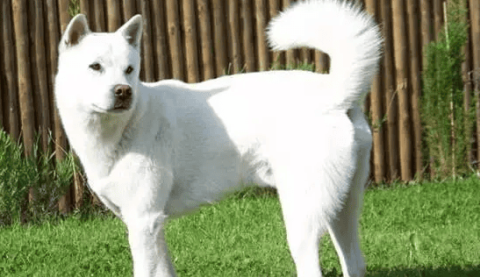 How much does a Kishu dog cost?