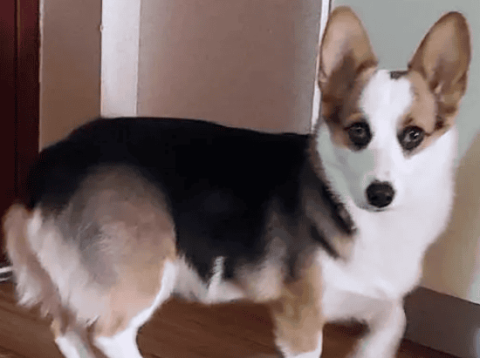 Are yellow, white and black corgis good?