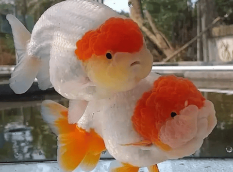 Information about goldfish spawning. Even those who don’t breed are highly recommended to read it.