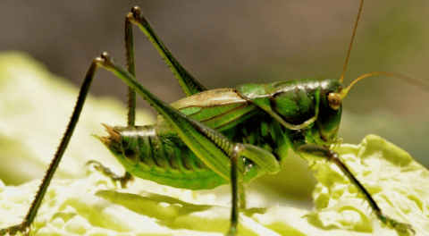 What is the scientific name of the grasshopper? Lets come look