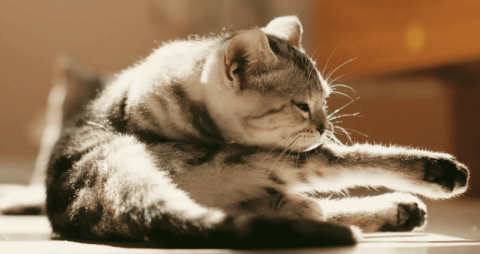 Symptoms of depression in cats