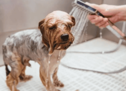 It’s better for your dog to take a bath once every few days