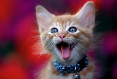 9 Cat Languages ​​Have You Got It?