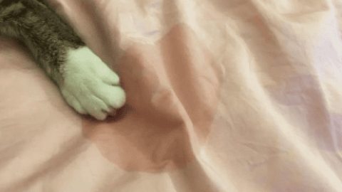 Do cats sleep where they peed?