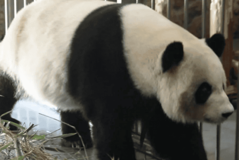 How will the appearance of giant pandas change as they age? ｜Retirement life of giant pandas