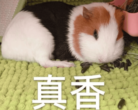 Can guinea pigs be infected with new pneumonia?