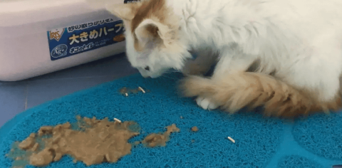 The cat vomited out all the medicine she was given