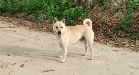 The meaning of a yellow dog with white face and gold that cannot be exchanged