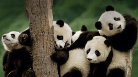 What is the physiological lifespan of giant pandas?