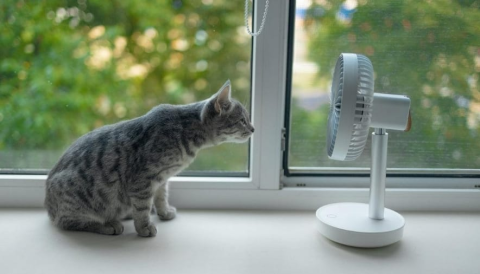 How do cats escape the heat in summer?