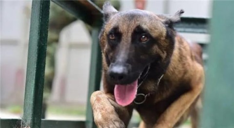 Can drug detection dogs become addicted to drugs?