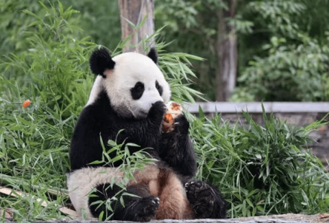 Why do giant pandas need to be protected ex situ?