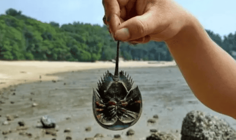 Hemoglobin in horseshoe crab blood