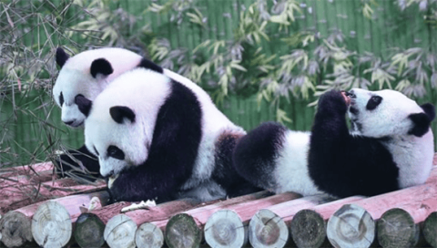 Why are giant pandas so precious?