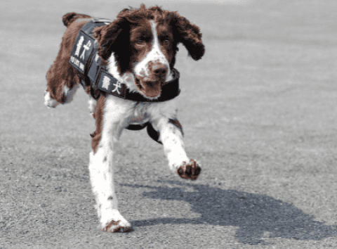 What do drug detection dogs mainly rely on to identify drugs?