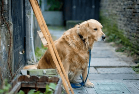 There are several ways dogs feel lonely. Pet owners should not ignore them, otherwise the consequences will be more serious.