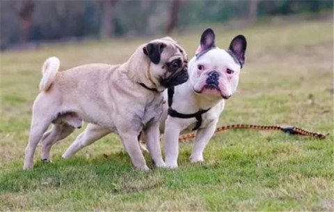 Difference Between French Bulldog and Pug Dog