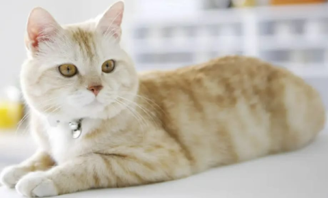 Does a cat with high blood sugar necessarily have diabetes?